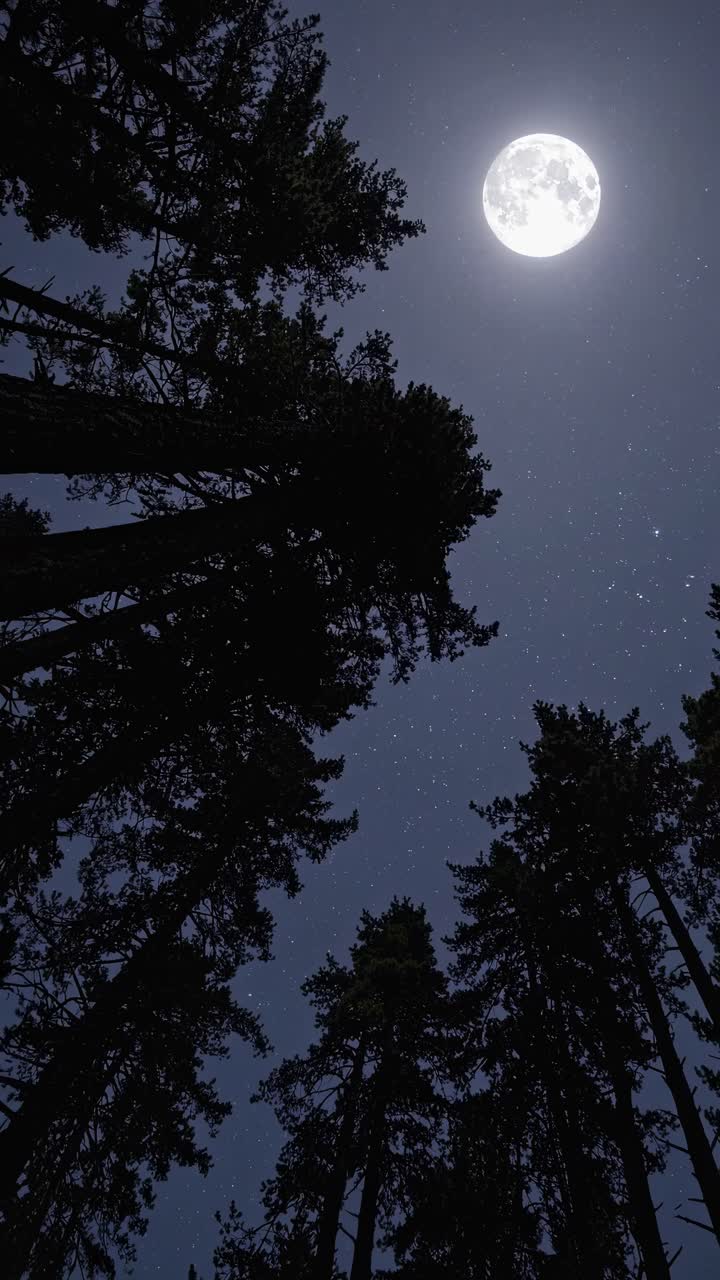 Una scena notturna cinematografica con una ripresa dal basso di alberi imponenti sotto la luna piena