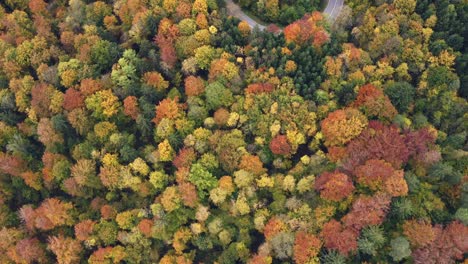 flying forward drone shot over a blooming forest with a curvy road surrounded by wonderful trees