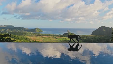 Affe-Läuft-Am-Rand-Des-Infinity-Pools-Einer-Luxusvilla-In-Asien-Entlang