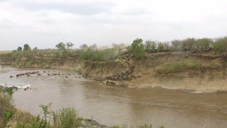 Wildebeests-Crossing-The-River-In-Masai-Mara,-Kenya-On-A-Beautiful-Day---Wide-Shot