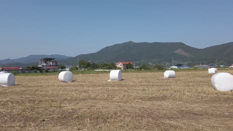 pan across field of round hay bales, or ton bales, in suncheon, south korea