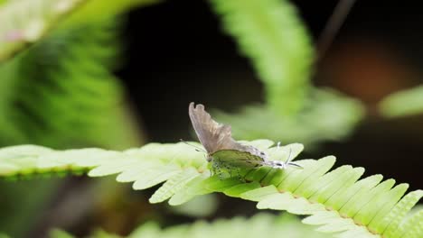 塔朱里亞蛾子 (tajuria moth) 坐在樹葉上