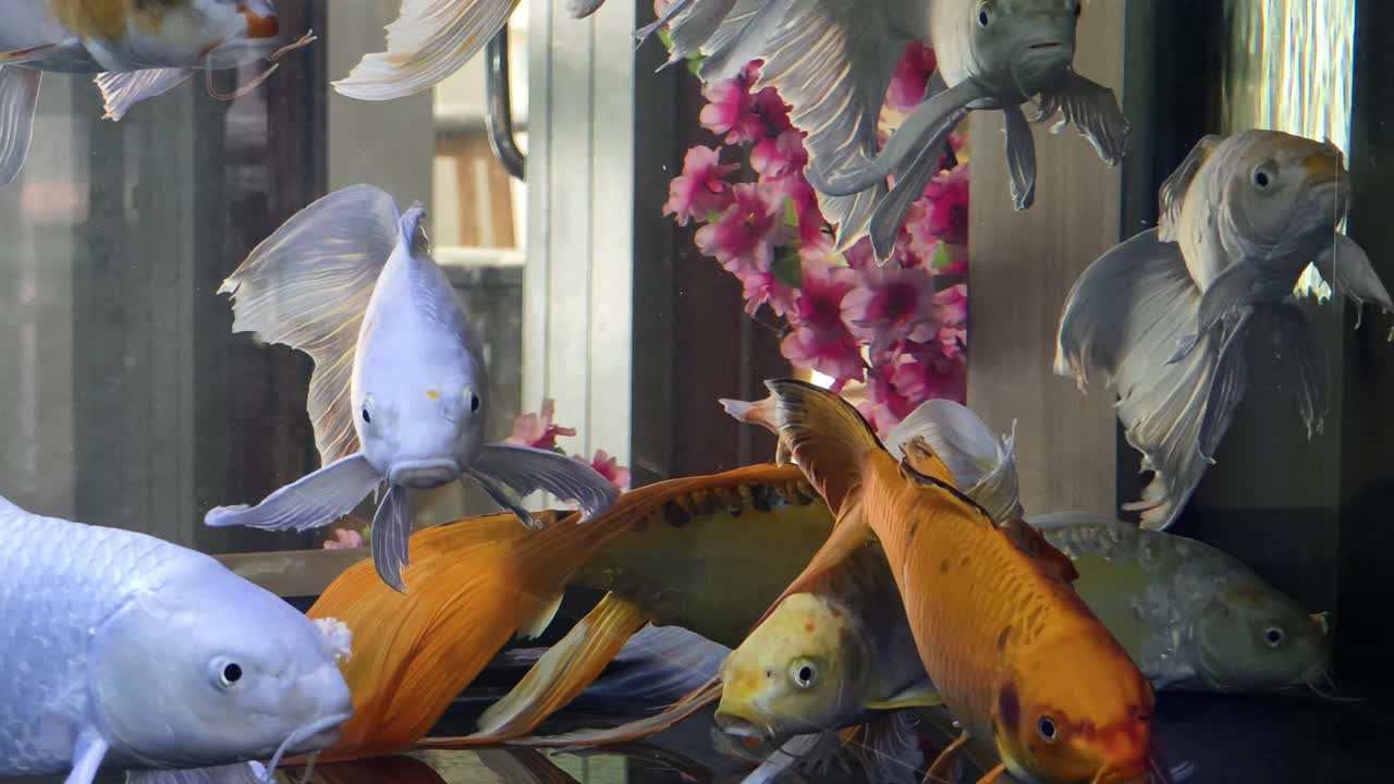 수족관 에 있는 코이 물고기