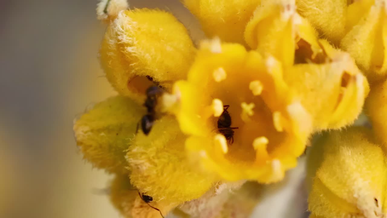 Close-up view of ants navigating the intricate structures of bright yellow flowers.