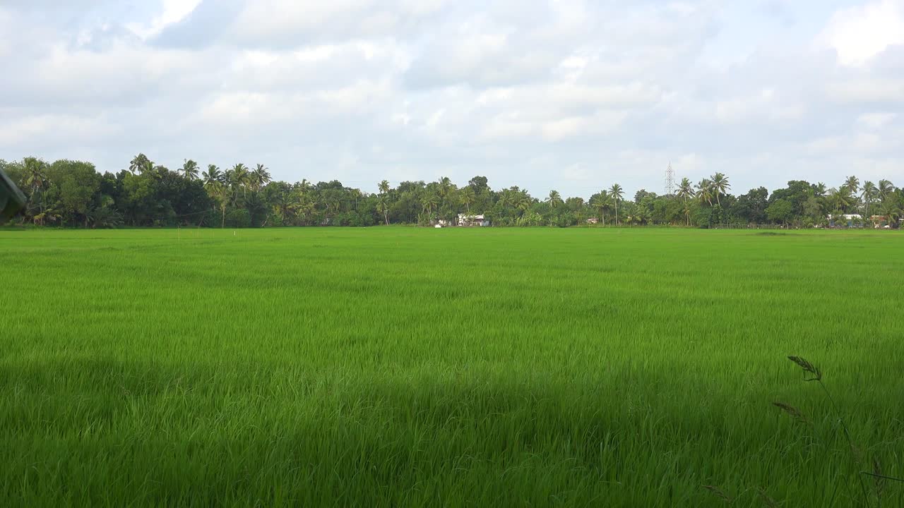 Vast rice paddy in Southern India