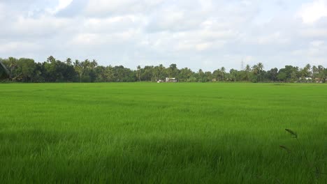 vast rice paddy in southern india