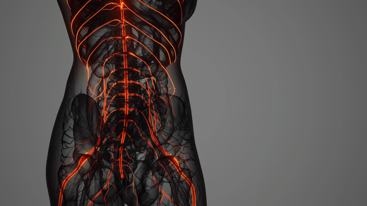 Detailed illustration of the human nervous system showcasing its complexity