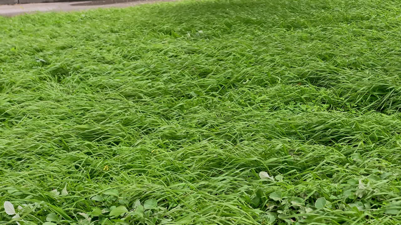 Fili d'erba verdi che riempiono un'inquadratura, mostrando crescita naturale e consistenza, suggerendo un ambiente esterno fresco.
