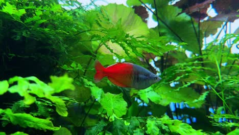 a vibrant red fish swims through lush green plants in a brightly lit aquarium