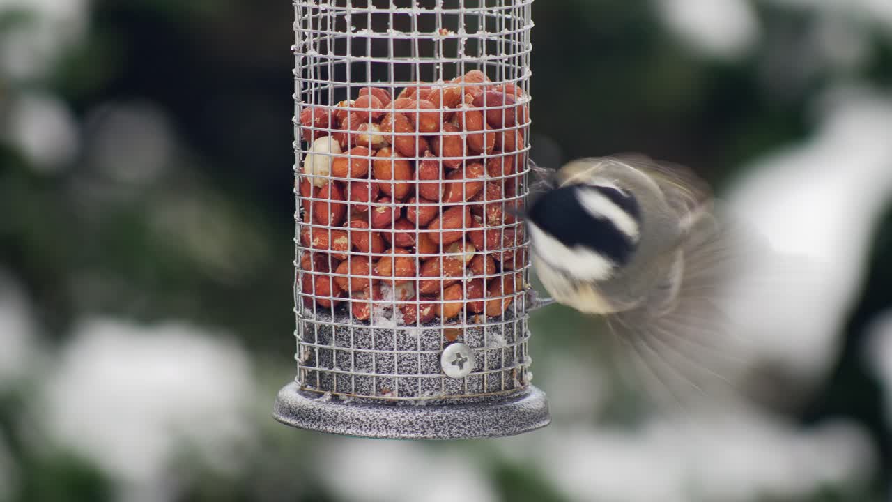 enfoque superficial primer plano de alta calidad de un pájaro carbonero brincando alrededor de un comedero para pájaros de maní en una escena invernal nevada