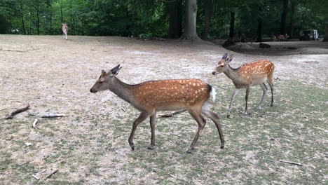 Junge-Rehe-Und-Rehe,-Die-Durch-Den-Wald-Laufen