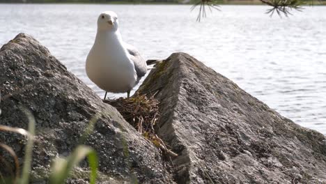 a seagull stands above it's nest between rocks by body of water