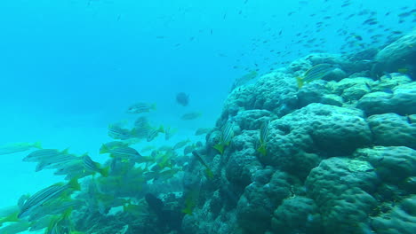 escuela de peces en el arrecife de coral