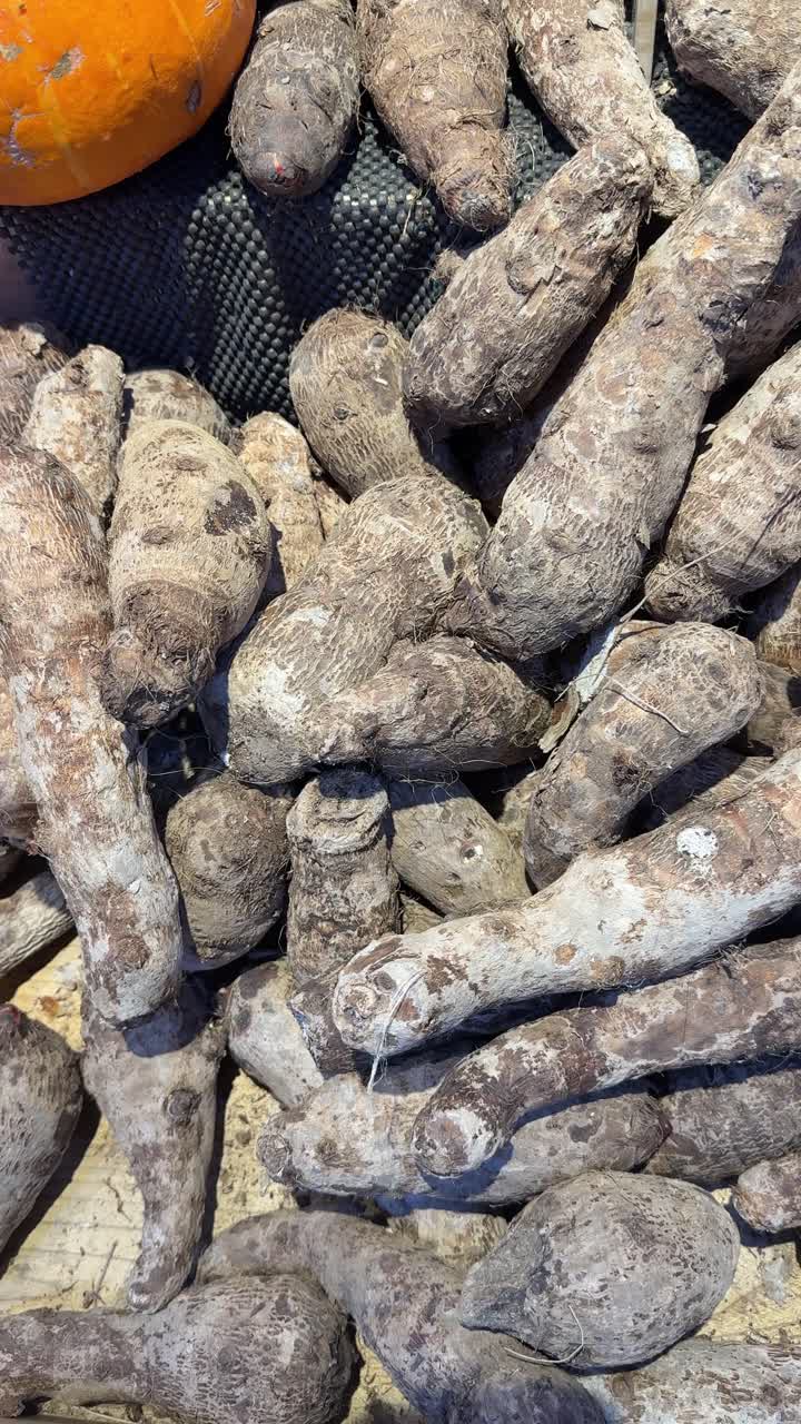 Pila di radici di taro fresche in un mercato