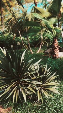 lush tropical garden with palm trees and other plants