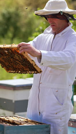 focused apiarist in white costume checks up honey frames. apiarist carefully pulls the frame out of hive and looks at it. blurred nature backdrop. vertical video