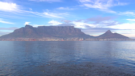 school of dolphins swimming in table bay