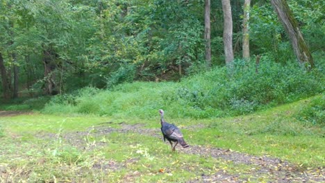 Wild-turning-strutting-into-a-clearing-in-the-woods-of-the-Midwest-in-late-summer