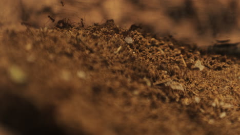 Leafcutter-ants-leaving-dirty-at-the-trash-chamber-inside-the-nest