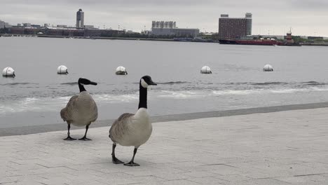 two gees walking slowly towards the camera next to the boston harbor