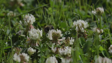 Biene-Summt-Um-Weißkleeblüten-Herum