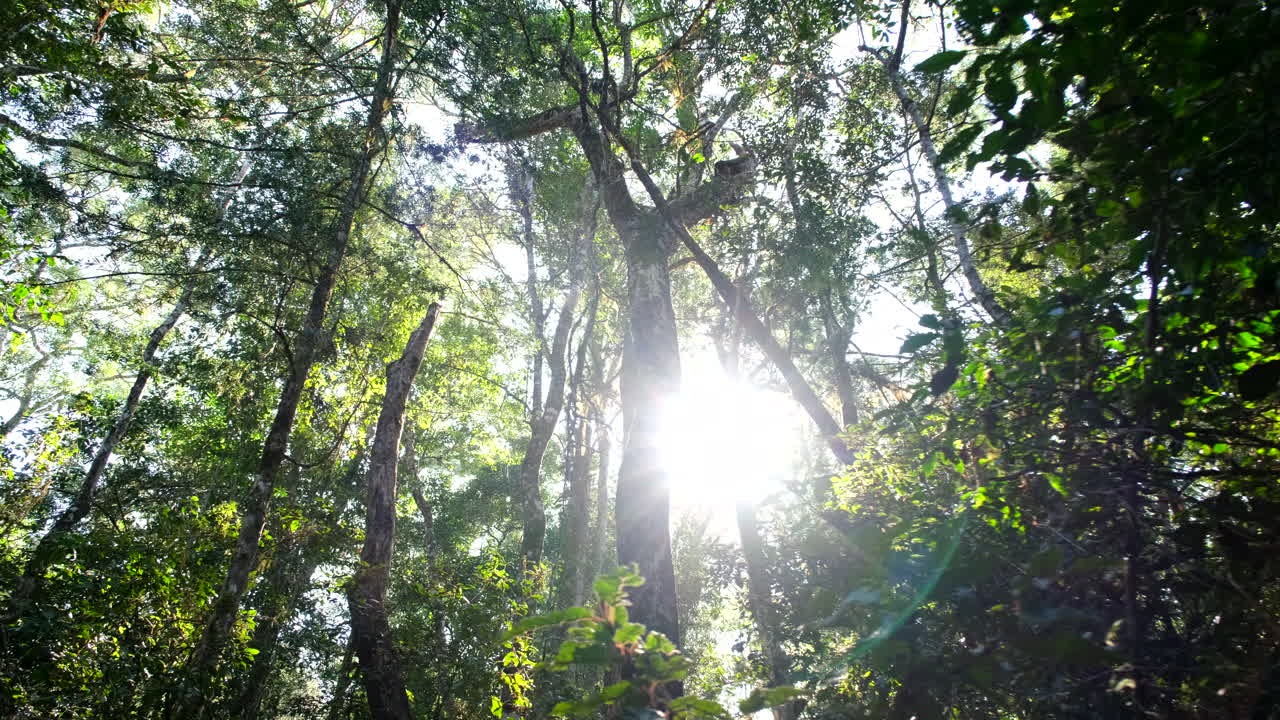 un bosque con la luz del sol brillando a través de los árboles