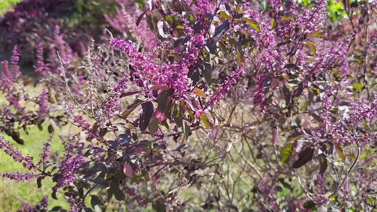 Pianta di basilico sacro tulsi con spighe di fiori viola che cresce in un giardino in India. Erba medicinale aromatica usata nell'Ayurveda, pianta naturale con foglie verdi e fiori fioriti in ambiente esterno.
