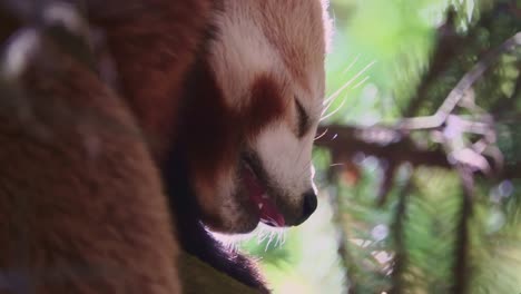 slow motion close up of red panda sleeping