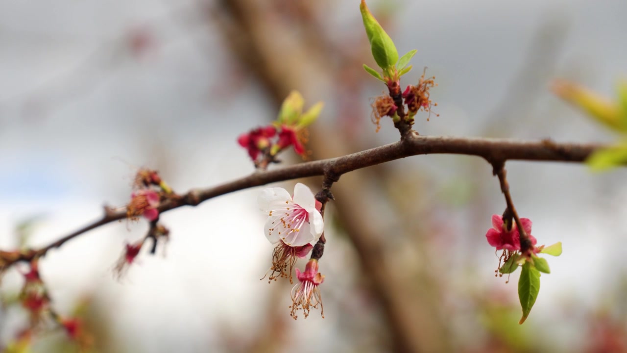 Een close-up van een kersenboomtak met een mooie witte bloem en enkele jonge blaadjes die net beginnen te groeien