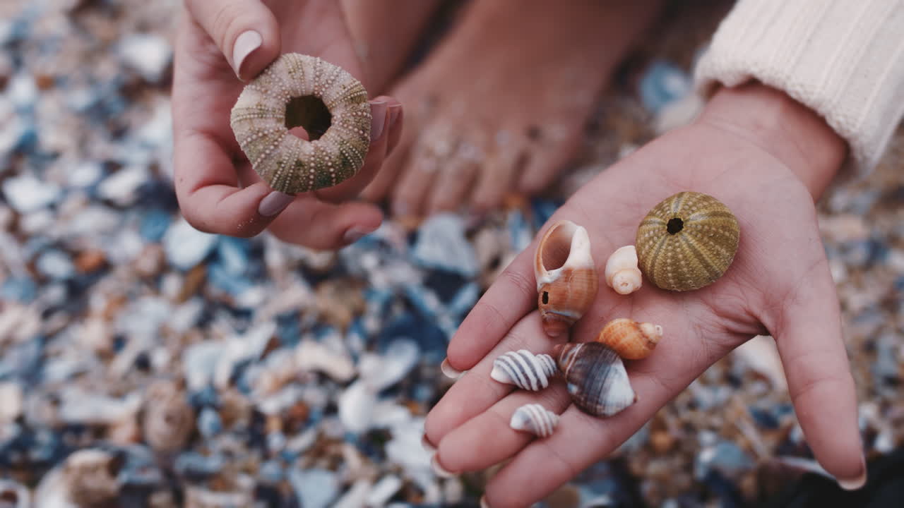 cerca de las manos de la mujer recogiendo conchas marinas en la playa disfrutando de la hermosa variedad natural de los turistas que sostienen conchas