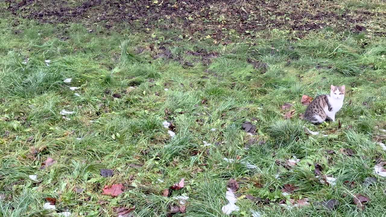 A cat's paws are freezing in the snow