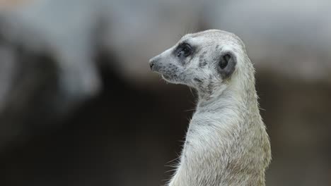 close-up of meerkat standing alert and observant in natural habitat