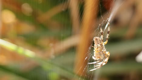 el tejido de la araña en el entorno natural