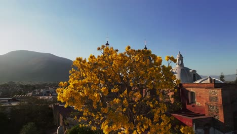 Cinematic-drone-flight-towards-yellow-leaves-of-tree-and-famous-San-Bautista-temple-cathedral-in-backdrop---Beautiful-sunny-day-in-spring-Season-with-village-of-Tuxpan-in-backdrop