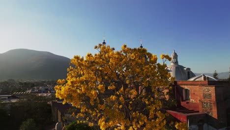 vuelo de avión no tripulado cinematográfico hacia las hojas amarillas del árbol y la famosa catedral del templo de san bautista en el fondo - hermoso día soleado en la temporada de primavera con el pueblo de tuxpan en el fondo