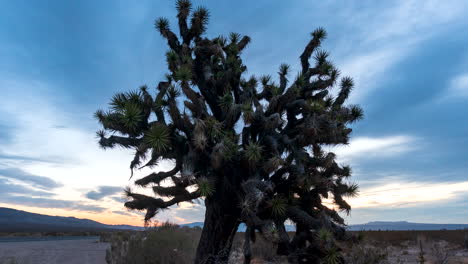 un árbol de joshua en el desierto de mojave cerca de una carretera durante un colorido lapso de tiempo del amanecer de la noche al día