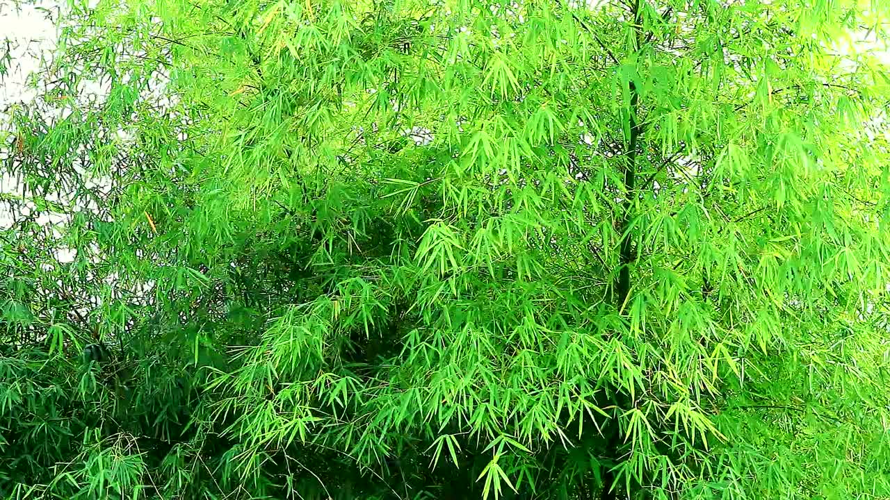 бамбуковое дерево, обдуваемое ветром