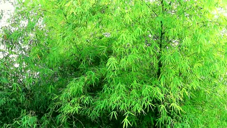 bamboos tree blow by the wind