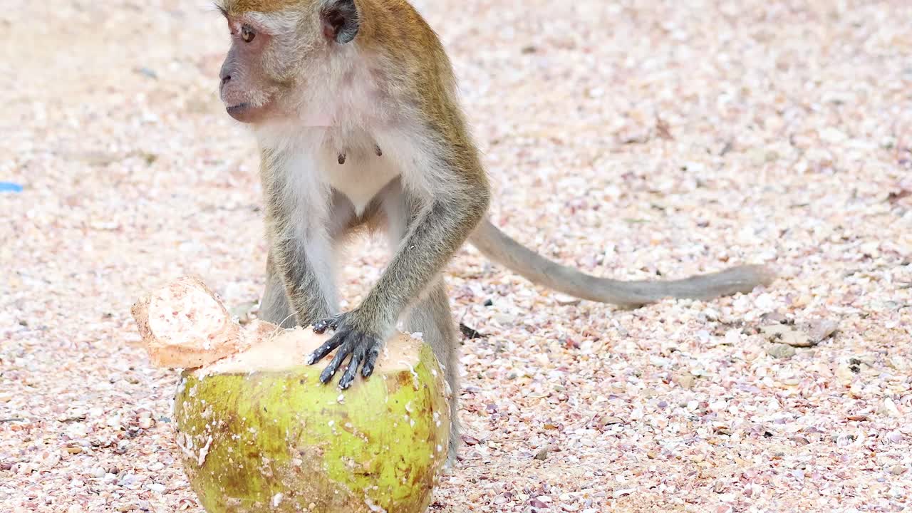 el mono examina e interactúa con una fruta grande