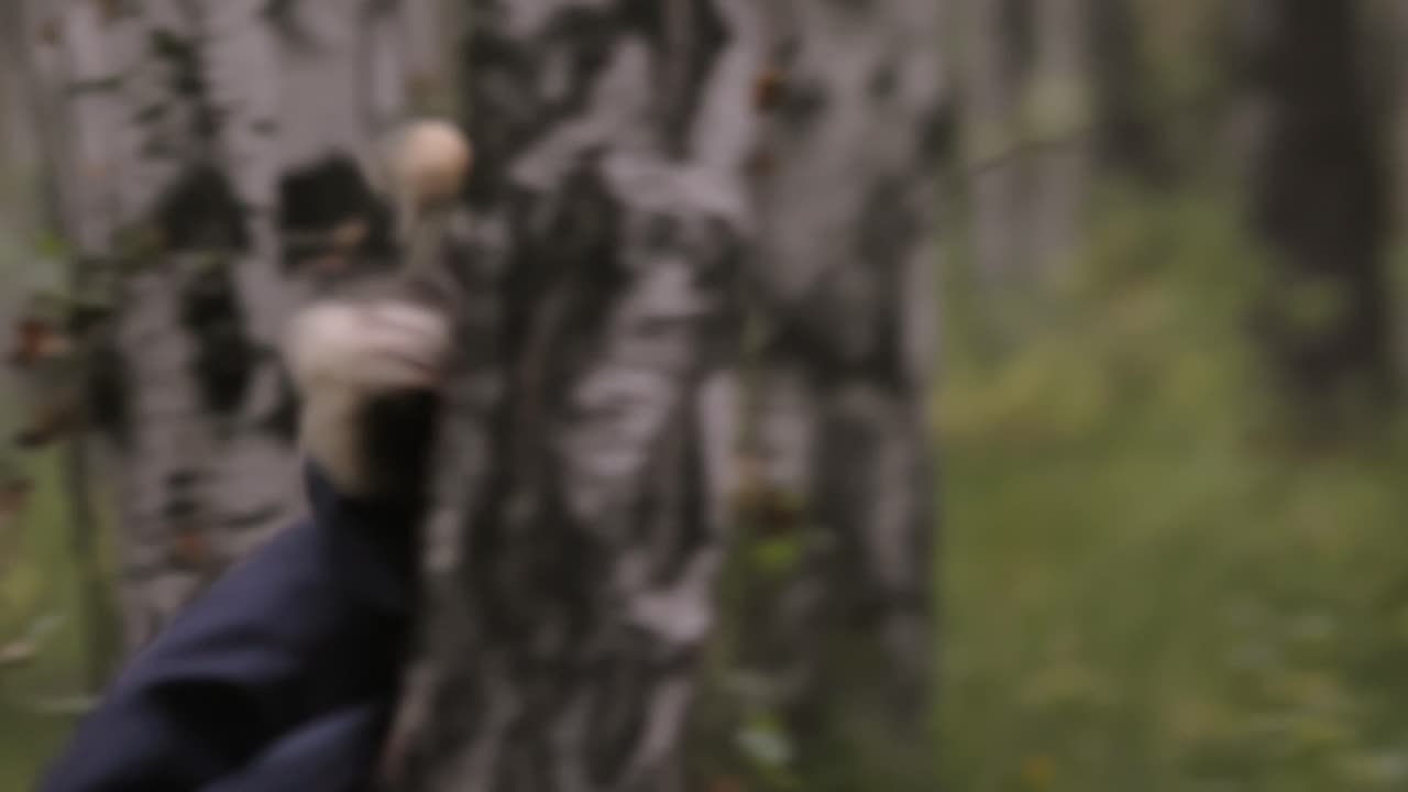 размытая лесная сцена с человеком