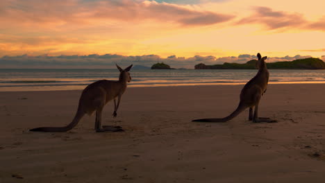 Dos-Canguros-Y-Canguros-Salvajes-Junto-Al-Mar-En-Una-Playa-De-Arena-En-El-Parque-Nacional-De-Cape-Hillsborough,-Queensland-Al-Amanecer