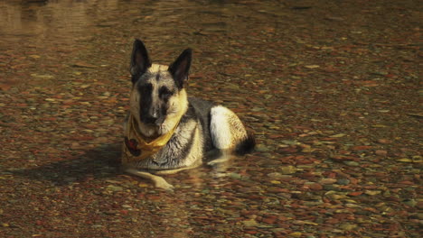 thirsty german shepherd dog relaxing in shallow water in hot day