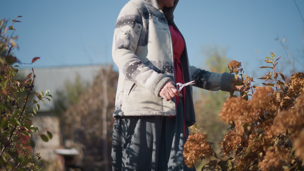 Femme récoltant des herbes de jardin d'automne en extérieur, en pull à capuche sur un chemin de gravier, utilisant des cisailles pour couper des hortensias séchés et des tiges de vivaces, douce lumière matinale, routine domestique nostalgique préparant des ingrédients saisonniers.