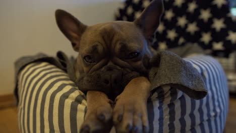 disparo de cerca estático de un perro cansado y triste en la cama en casa tratando de dormir