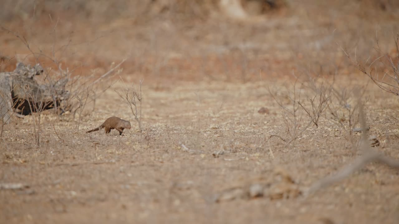 Mongoose in the Desert