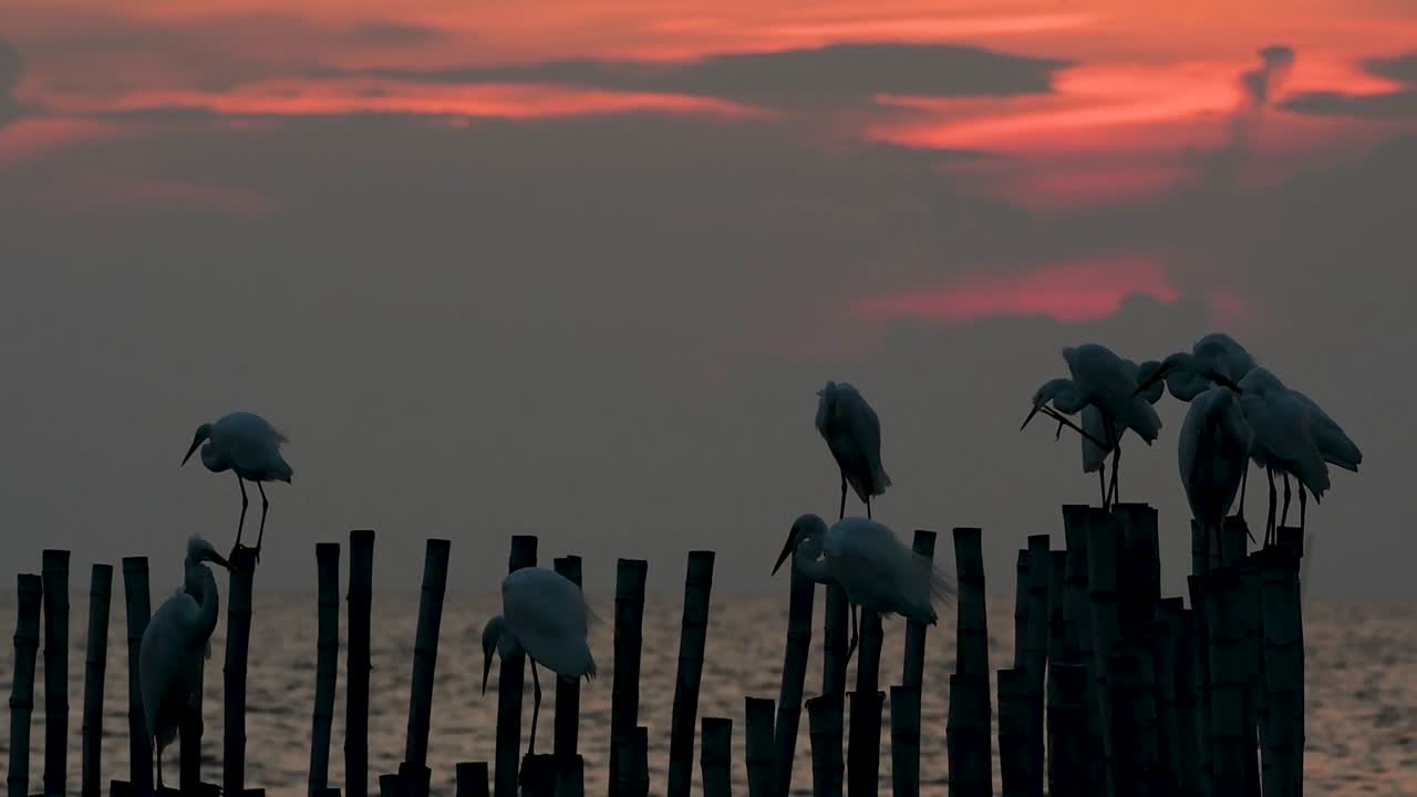 большая цапля, также известная как обыкновенная цапля или большая цапля