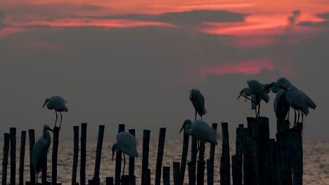 The-Great-Egret,-also-known-as-the-Common-Egret-or-the-Large-Egret