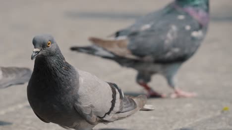 common rock pigeons walking in the city on a sunny day