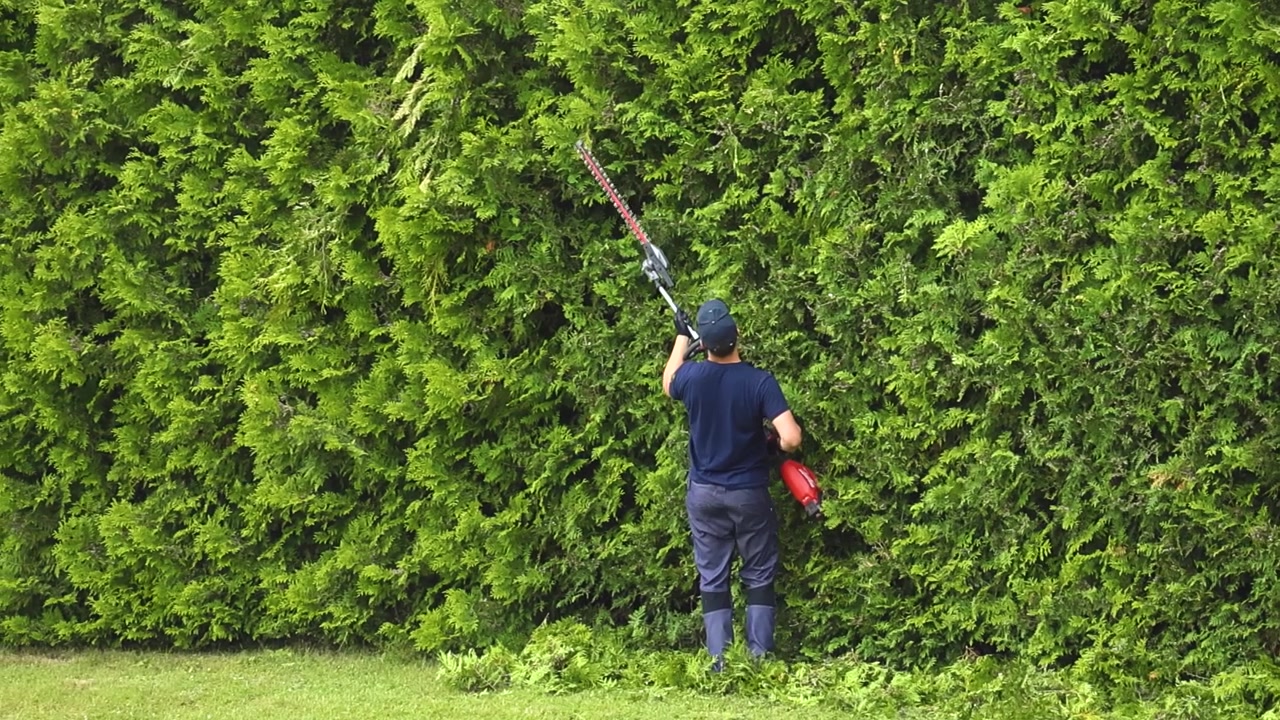 Professional landscaper using a long pole hedge trimmer to shape a tall, dense green bush wall in a residential backyard, performing seasonal garden maintenance during a bright summer day