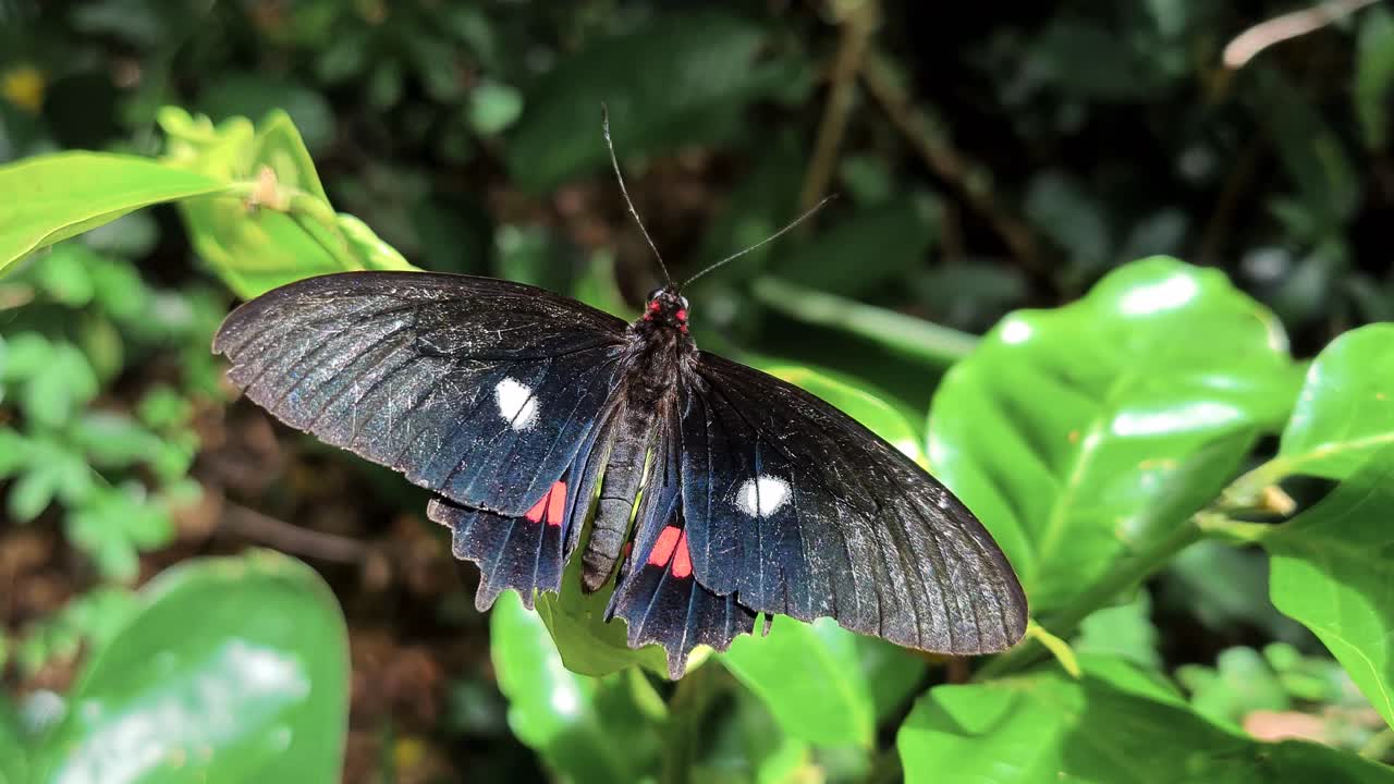 Scene of rare butterfly with black colors and bright bird eyes flapping its wings in the vegetation